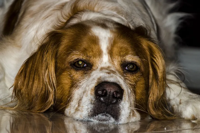 hot dog 2361133 960 720