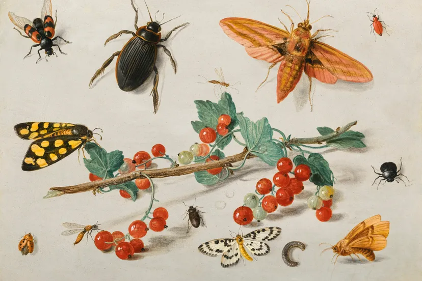jan van kessel i a sprig of redcurrants with an elephant hawk moth a ladybird a millipede and other insects