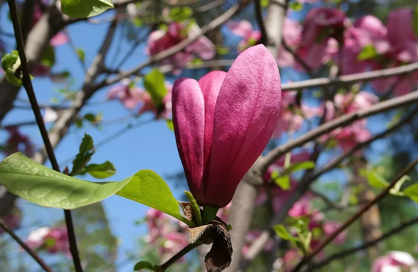 japanese magnolia 4191556 960 720