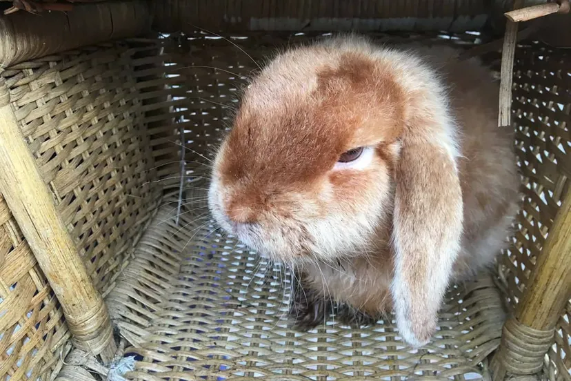 konijn 2