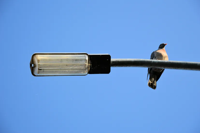 lantaarnpaal pblic domain pictures