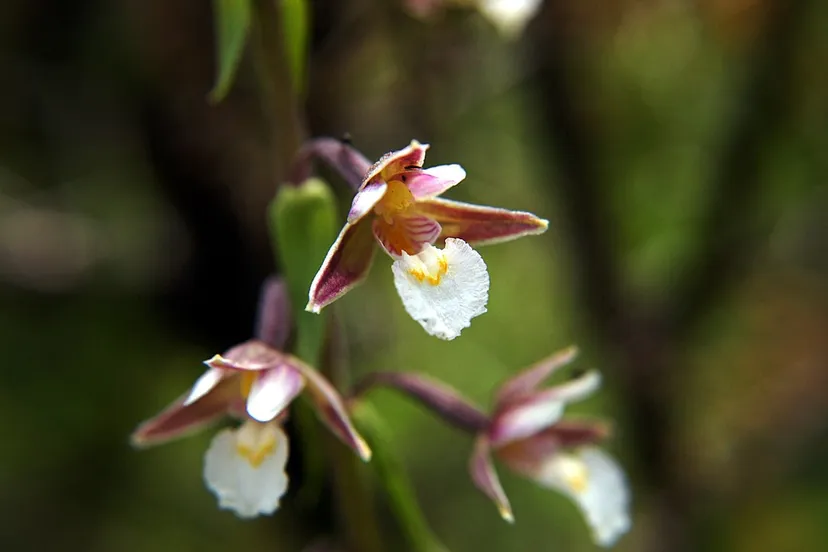 moeraswespenorchis