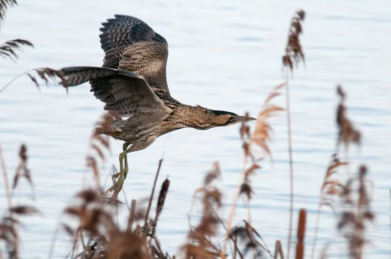 roerdomp 1 8322439589 1