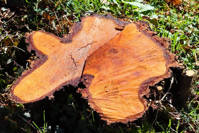 root 4882341 960 720