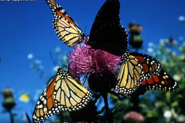 screenshot 2019 05 23 gratis afbeelding monarch vlinders insecten