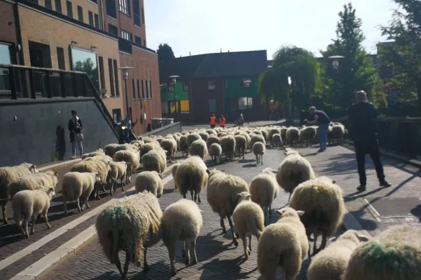 screenshot 2019 05 24 gemeente zaanstad op twitter daar zijn ze weer heb je de schapen vandaag gemist ze zijn nog tot novem
