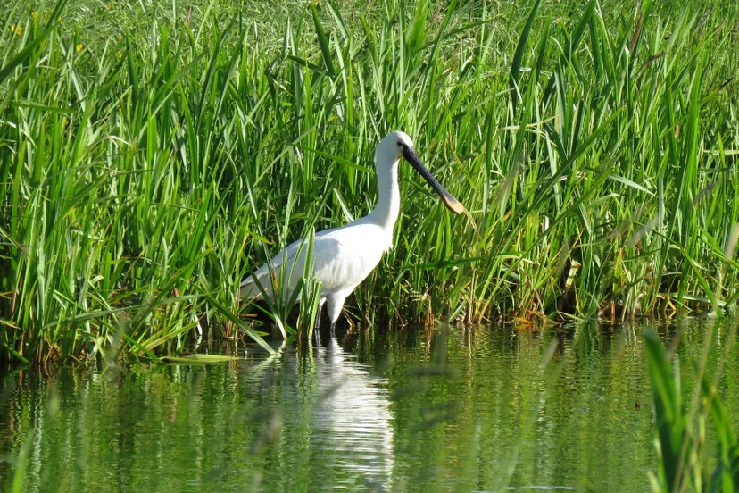 screenshot 2019 06 05 lepelaar twitter zoekfunctie