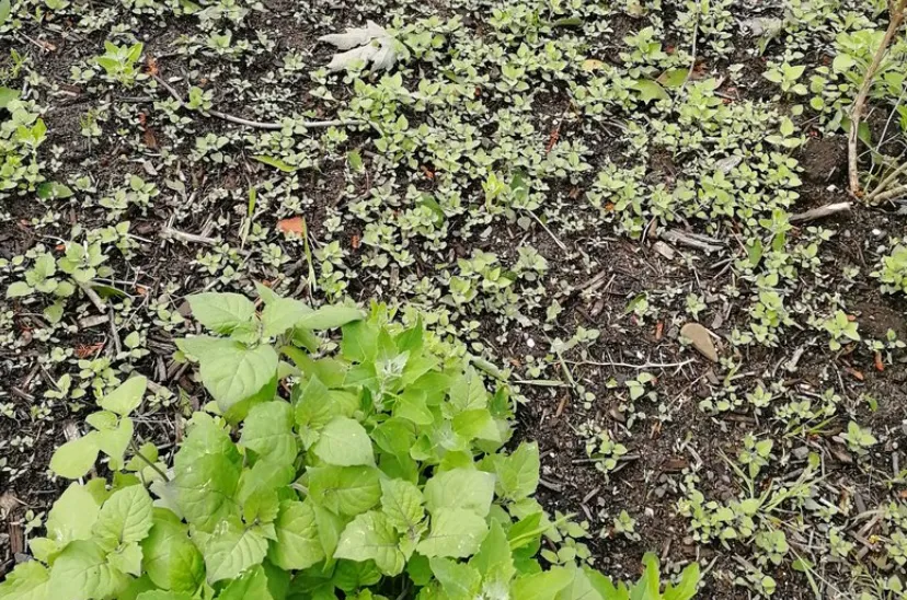 screenshot 2019 06 08 lipje van de luier op twitter gemeente zaanstad plant japanse duizenknoop in openbaar groen in rus