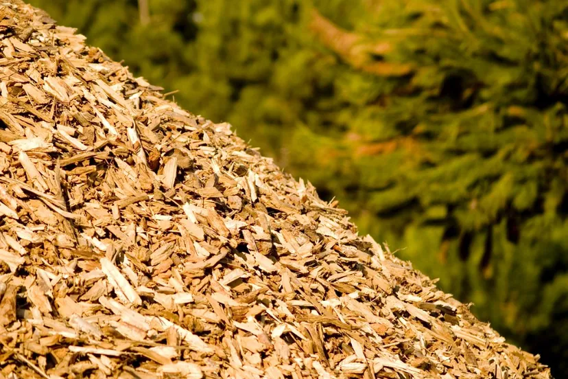 screenshot 2019 06 12 biomassa florestal