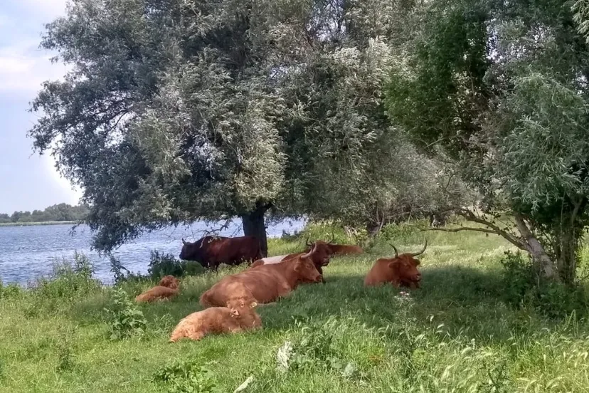 screenshot 2019 07 08 twiske twitter zoekfunctie