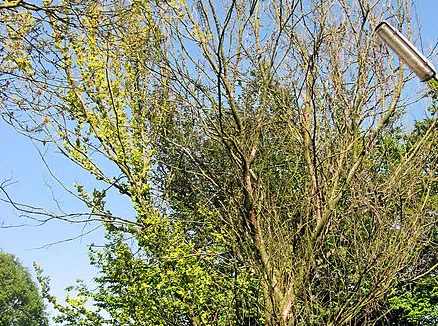 screenshot 20190806 083012