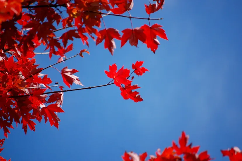 screenshot 20190901 085904