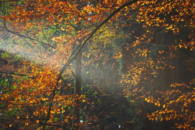 screenshot 20191119 124016