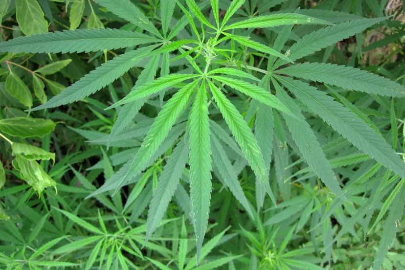 screenshot 20191128 123125