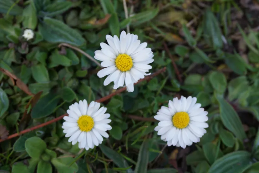 screenshot 20191225 123715