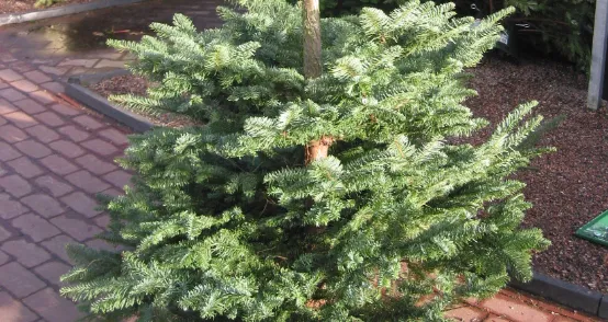 screenshot 20200105 080230