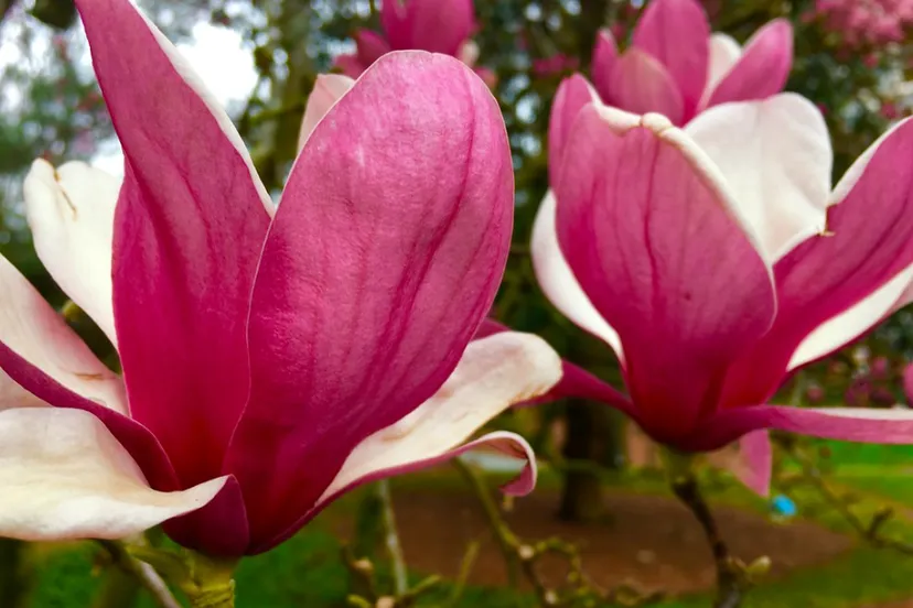 screenshot 20200205 084344