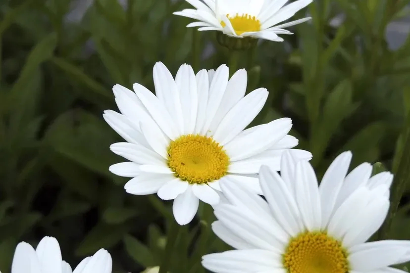 screenshot 20200317 114525