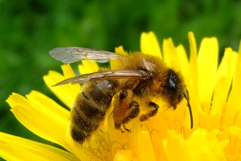 screenshot 20200417 175821