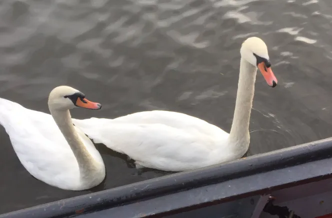 screenshot 20200421 130659