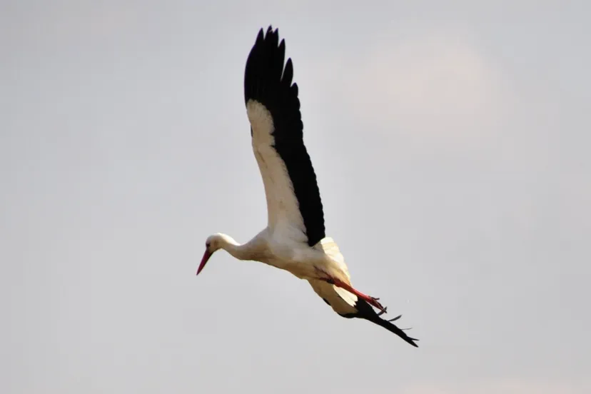 screenshot 20200426 100455