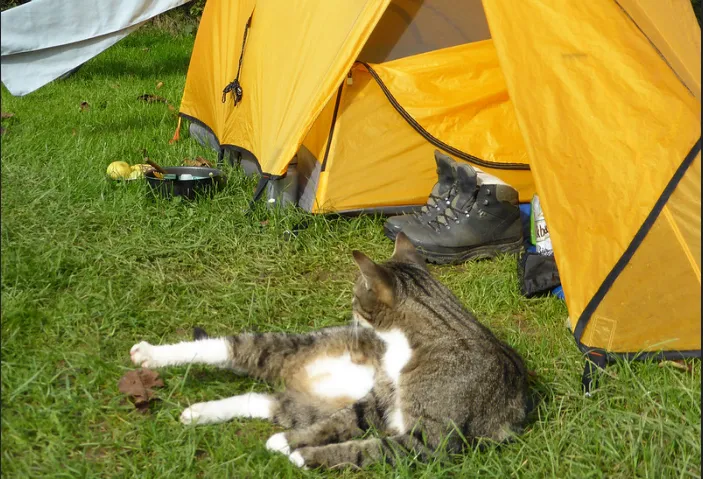 screenshot 20200426 132720