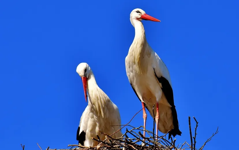 screenshot 20200504 145728 915x518 1