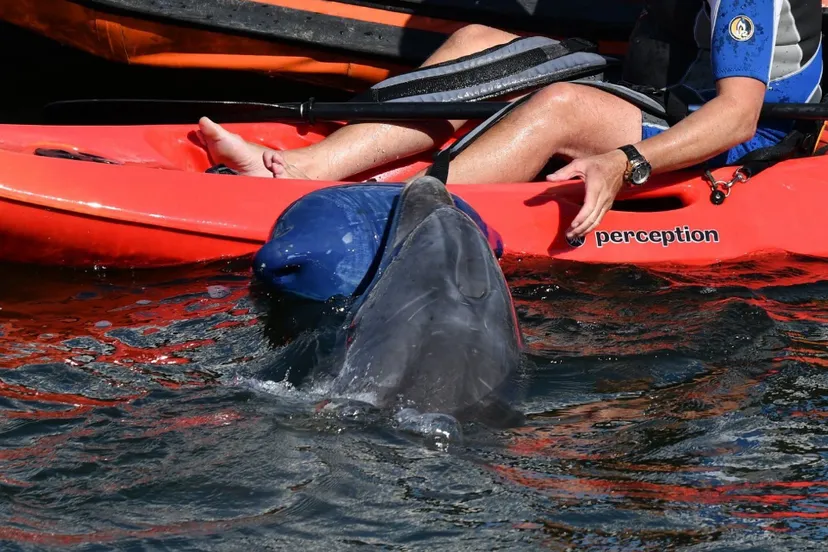 screenshot 20200505 170107