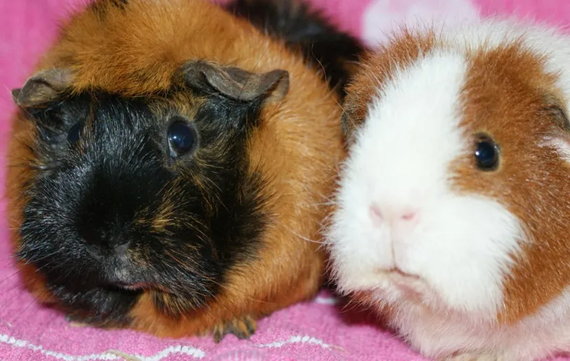 screenshot 20200511 174023