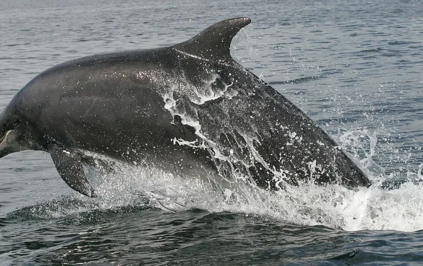 screenshot 20200513 145251