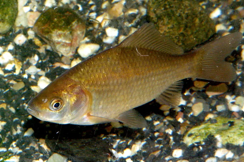 screenshot 20200529 125454