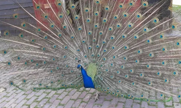 screenshot 20200531 084832