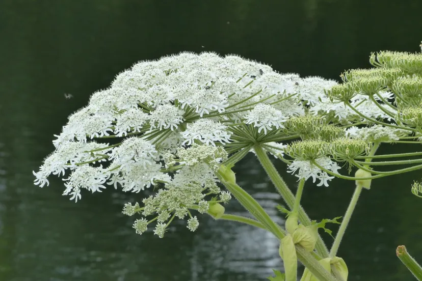 screenshot 20200610 090854