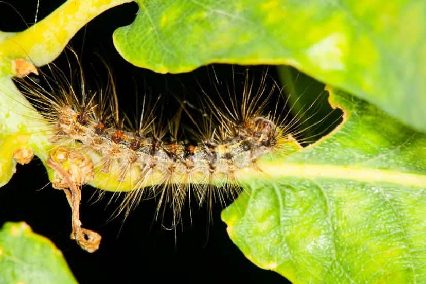 screenshot 20200611 123945