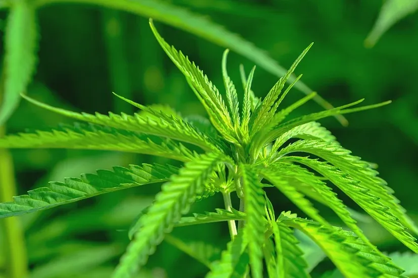 screenshot 20200616 112616