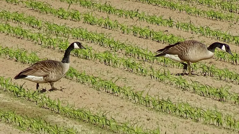 screenshot 20200626 161112