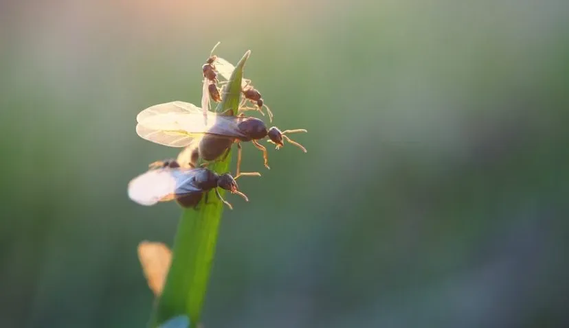 screenshot 20200715 100323