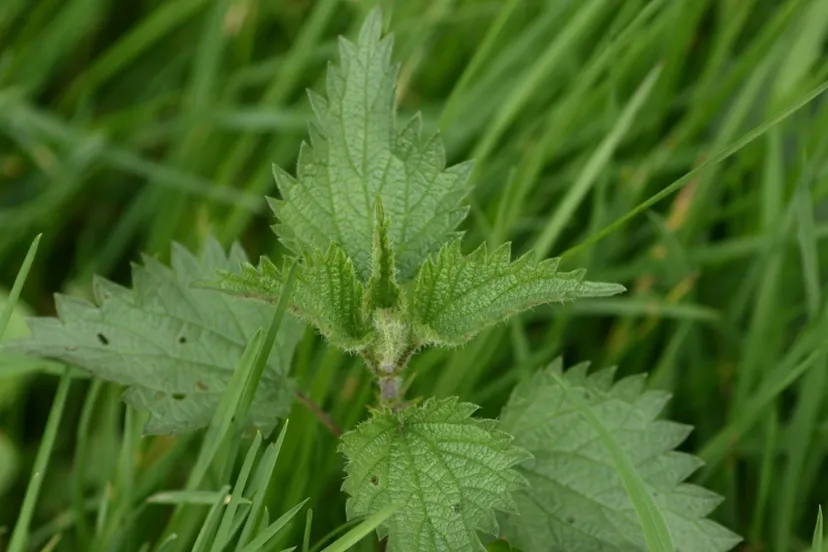 screenshot 20200721 161102