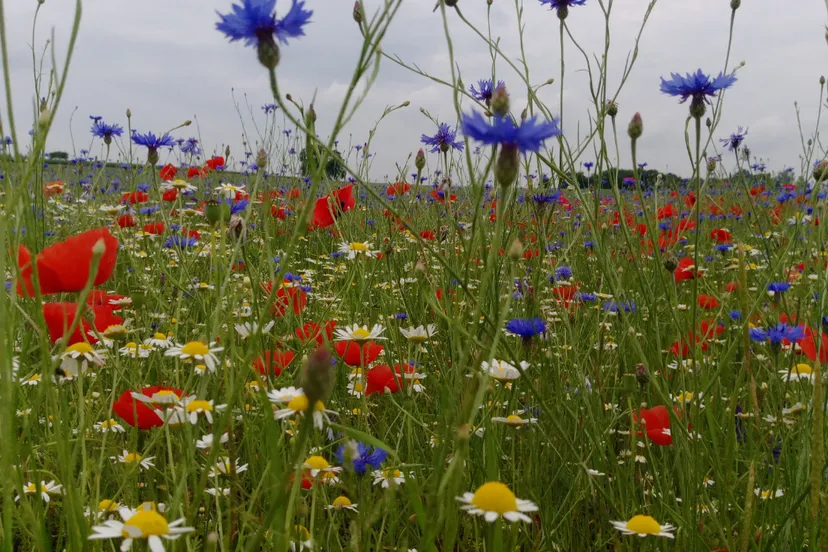 screenshot 20200727 144024