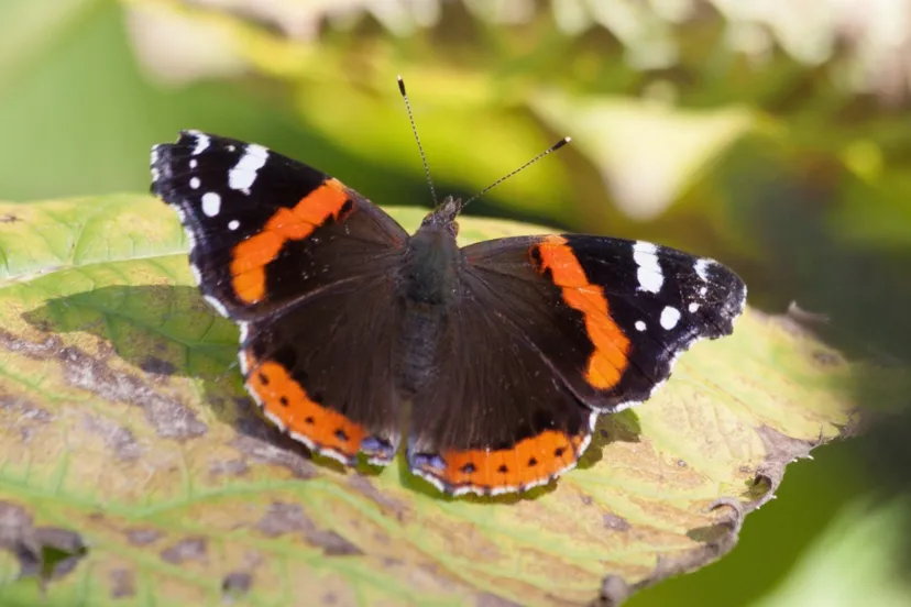 screenshot 20200727 153532