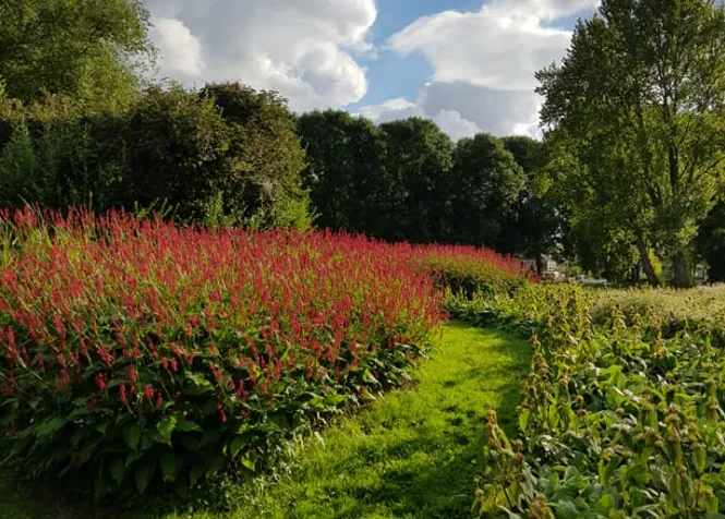 screenshot 20200804 115924