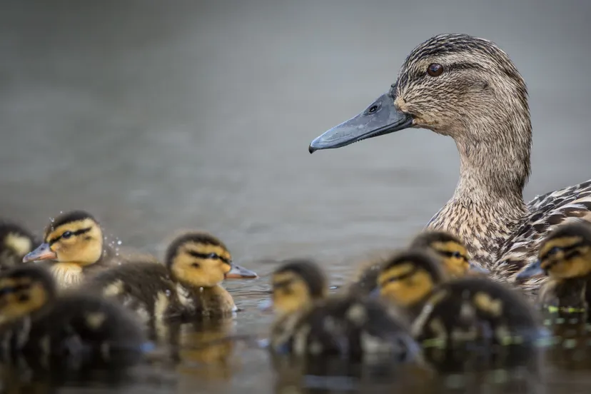 screenshot 20200813 152623