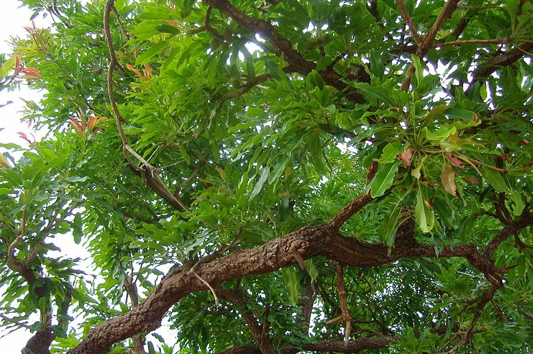 screenshot 20200920 125440