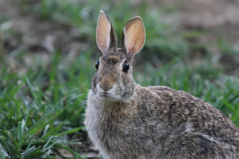 screenshot 20201103 104942