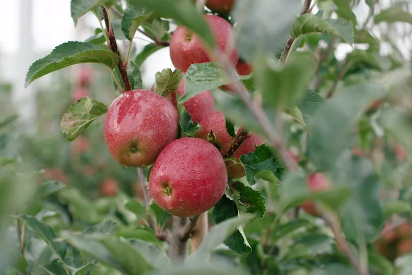 screenshot 20201109 124717