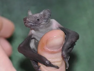 screenshot 20210104 133313