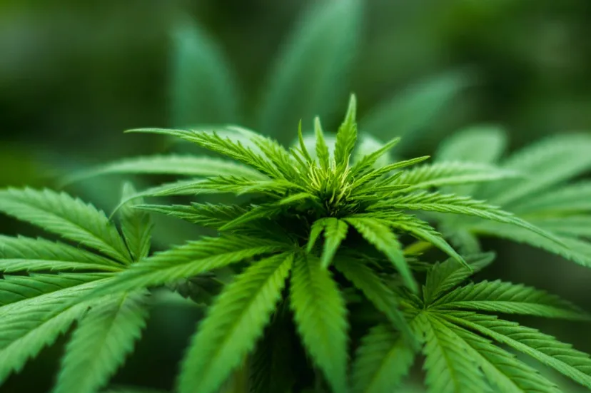 screenshot 20210108 090315