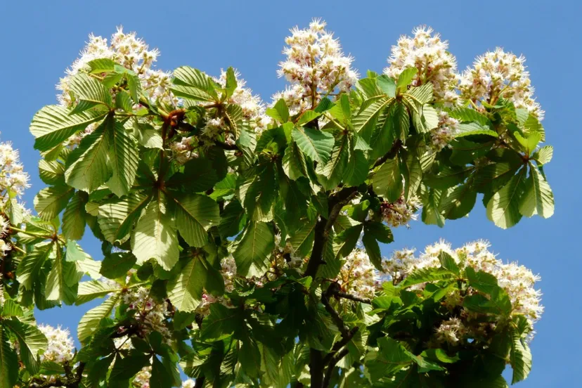 screenshot 20210127 120421