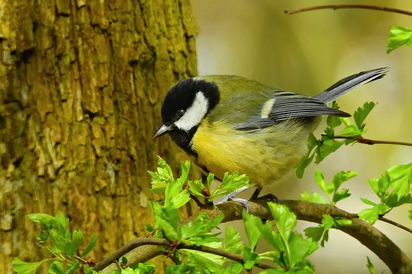 screenshot 20210129 105452