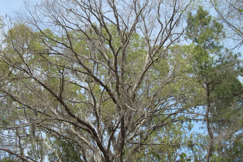 screenshot 20210130 114402